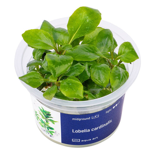 Lobelia cardinalis - InVitro - GarnelenTv-Shop

Lobelia Cardinalis InVitro im Aquarium

