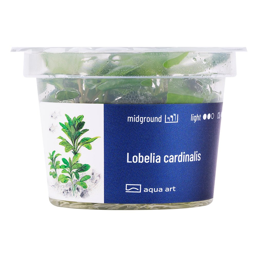 Aquarienpflanze Lobelia Cardinalis mit hellgrünen Blättern