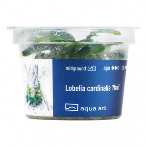 Lobelia cardinalis ’Mini’ - InVitro - GarnelenTv-Shop

Kompakte Lobelia cardinalis Mini Pflanze für kleine Aquarien

