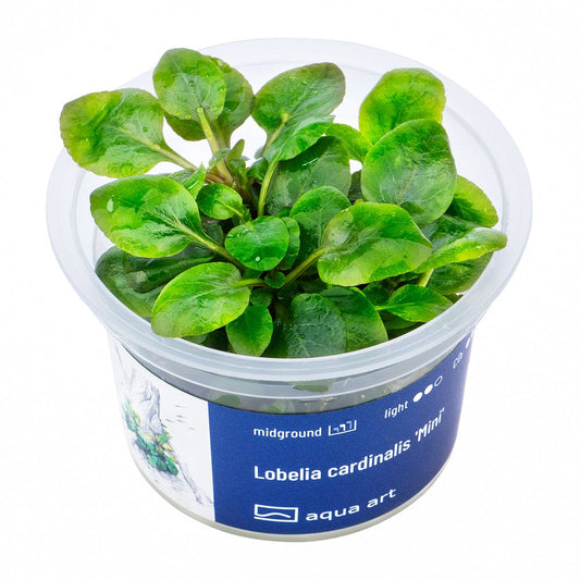 Lobelia cardinalis ’Mini’ - InVitro - GarnelenTv-Shop

Lobelia Cardinalis 'Mini' InVitro Pflanze im Aquarium

