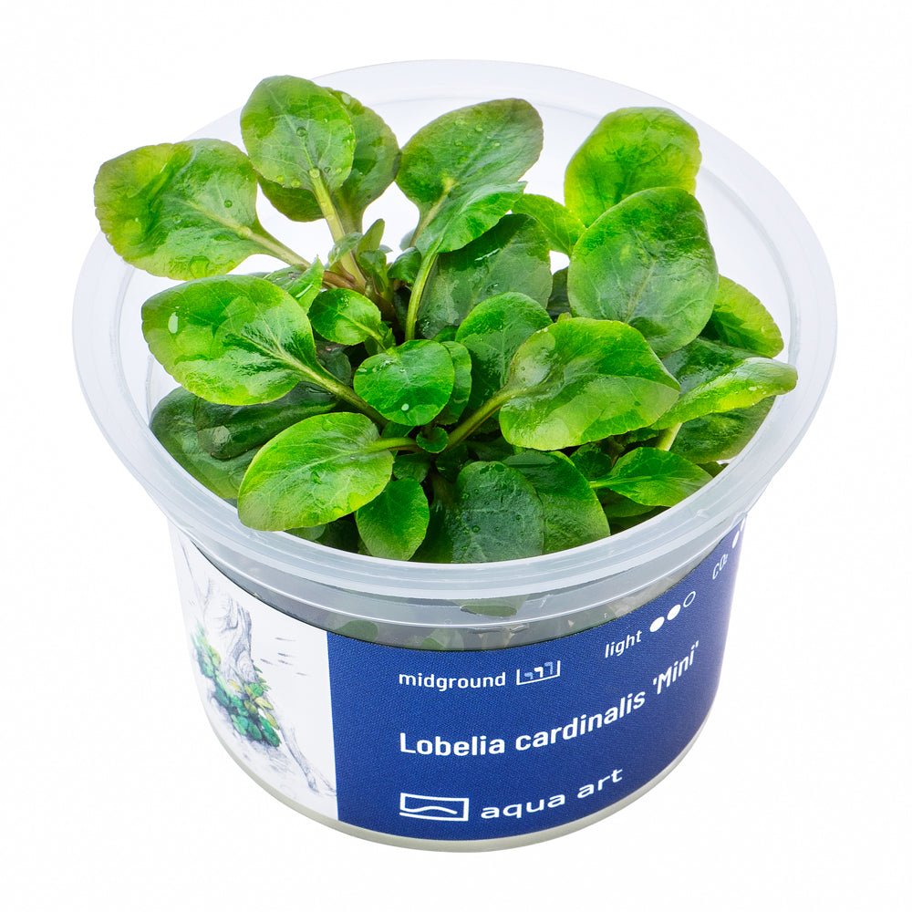 Lobelia cardinalis ’Mini’ - InVitro - GarnelenTv-Shop

Lobelia Cardinalis 'Mini' InVitro Pflanze im Aquarium

