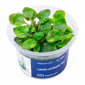Lobelia cardinalis ’Mini’ - InVitro - GarnelenTv-Shop

Lobelia Cardinalis 'Mini' InVitro Pflanze im Aquarium

