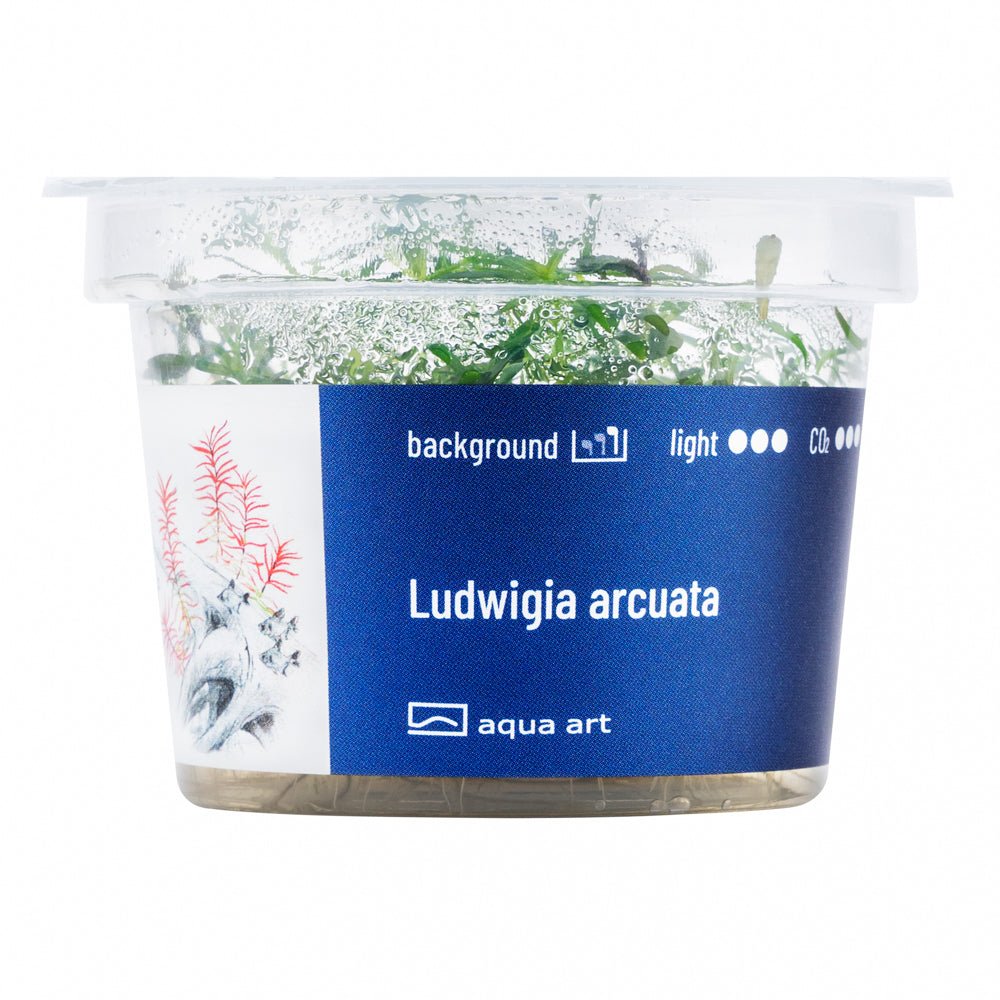 Ludwigia arcuata - InVitro - GarnelenTv-Shop

Ludwigia Arcuata InVitro Pflanze mit orangefarbenen Blättern im Aquarium.


