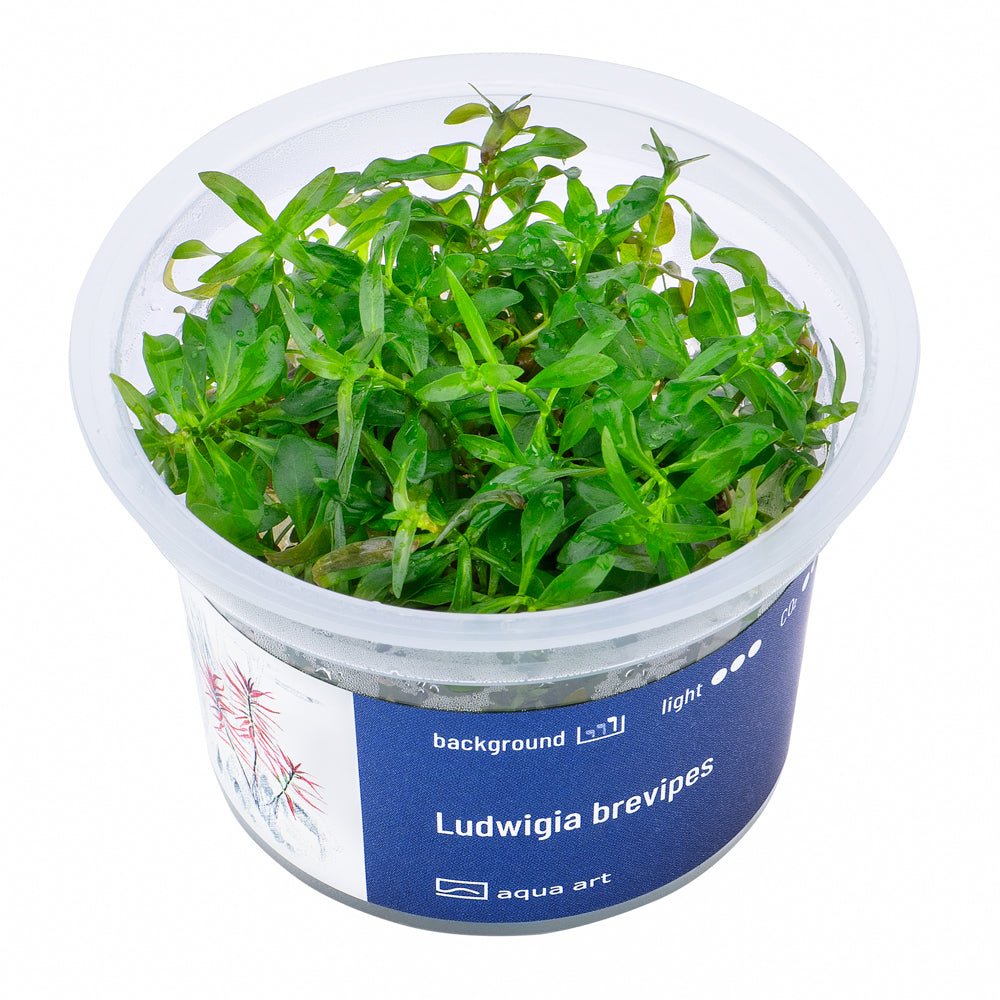 Ludwigia brevipes - InVitro - GarnelenTv-Shop

Ludwigia brevipes InVitro Pflanze im Hintergrund eines Aquariums.

