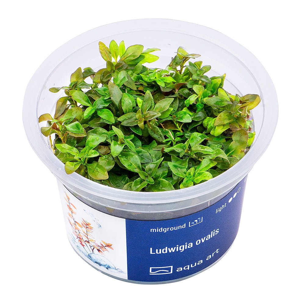 Ludwigia ovalis - InVitro - GarnelenTv-Shop

Ludwigia Ovalis InVitro Pflanze mit orange-rosa Blättern im Aquarium.

