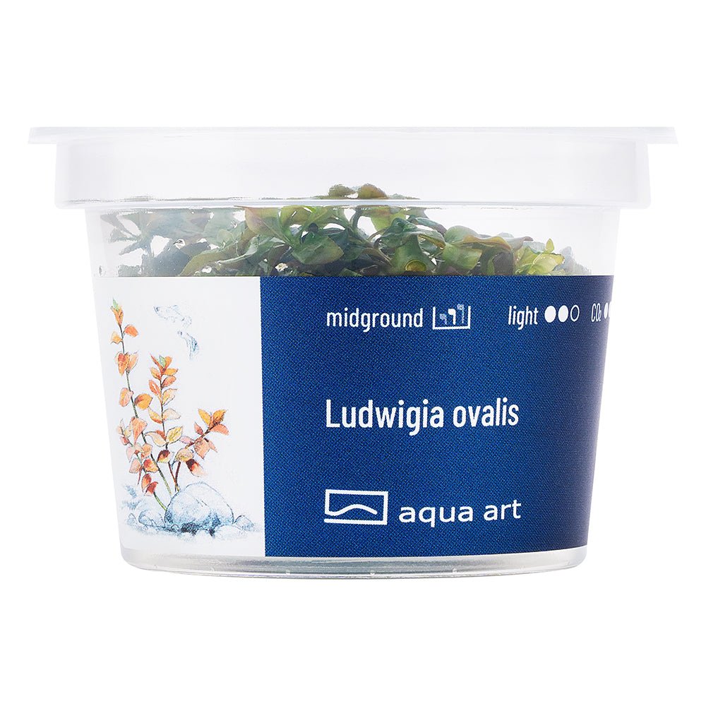 Ludwigia ovalis - InVitro - GarnelenTv-Shop

Schnell wachsendes Ludwigia Ovalis für den Hintergrund im Aquarium.


