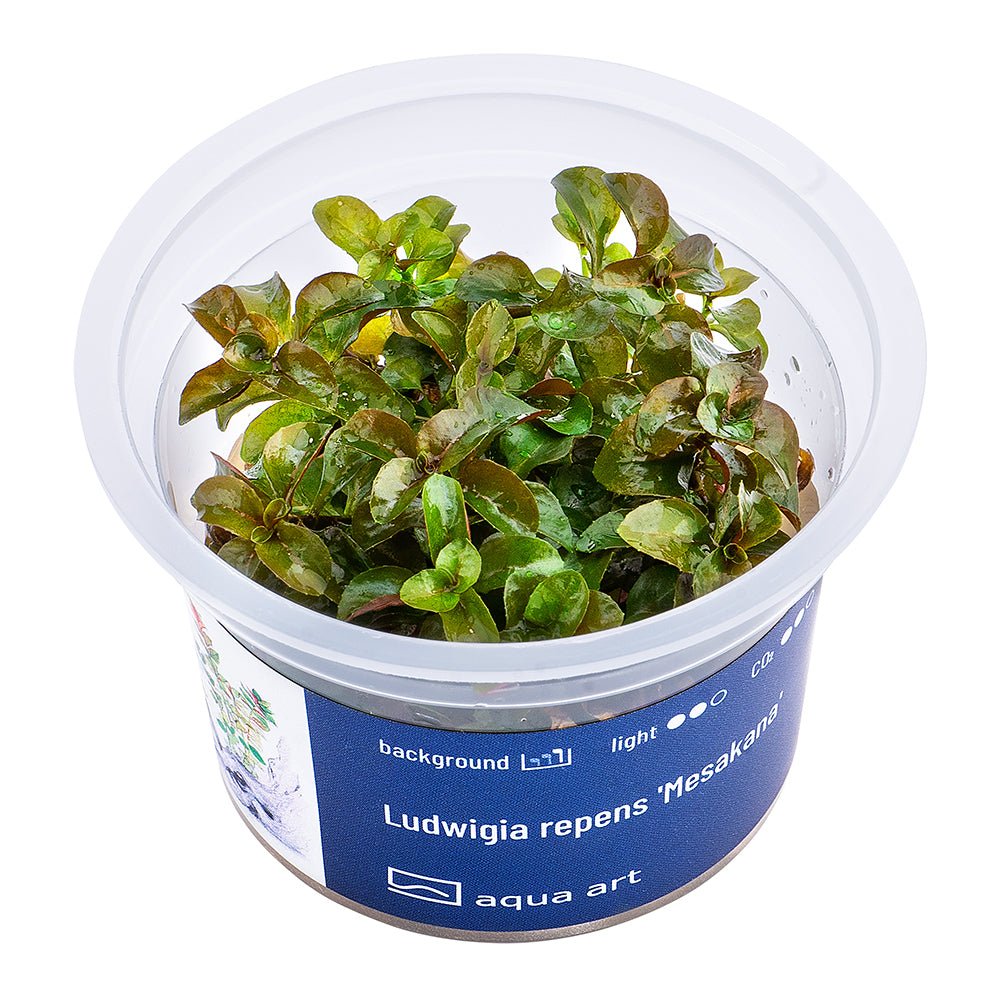 Ludwigia repens 'Mesakana' - InVitro - GarnelenTv-Shop

Ludwigia repens 'Mesakana' InVitro Pflanze mit roten Blättern im Aquarium.

