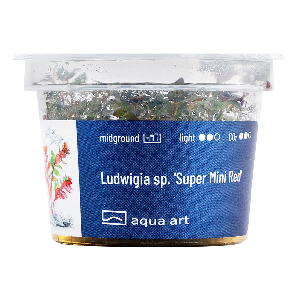 Ludwigia sp. &#39;Super Mini Red&#39; - InVitro - GarnelenTv-Shop