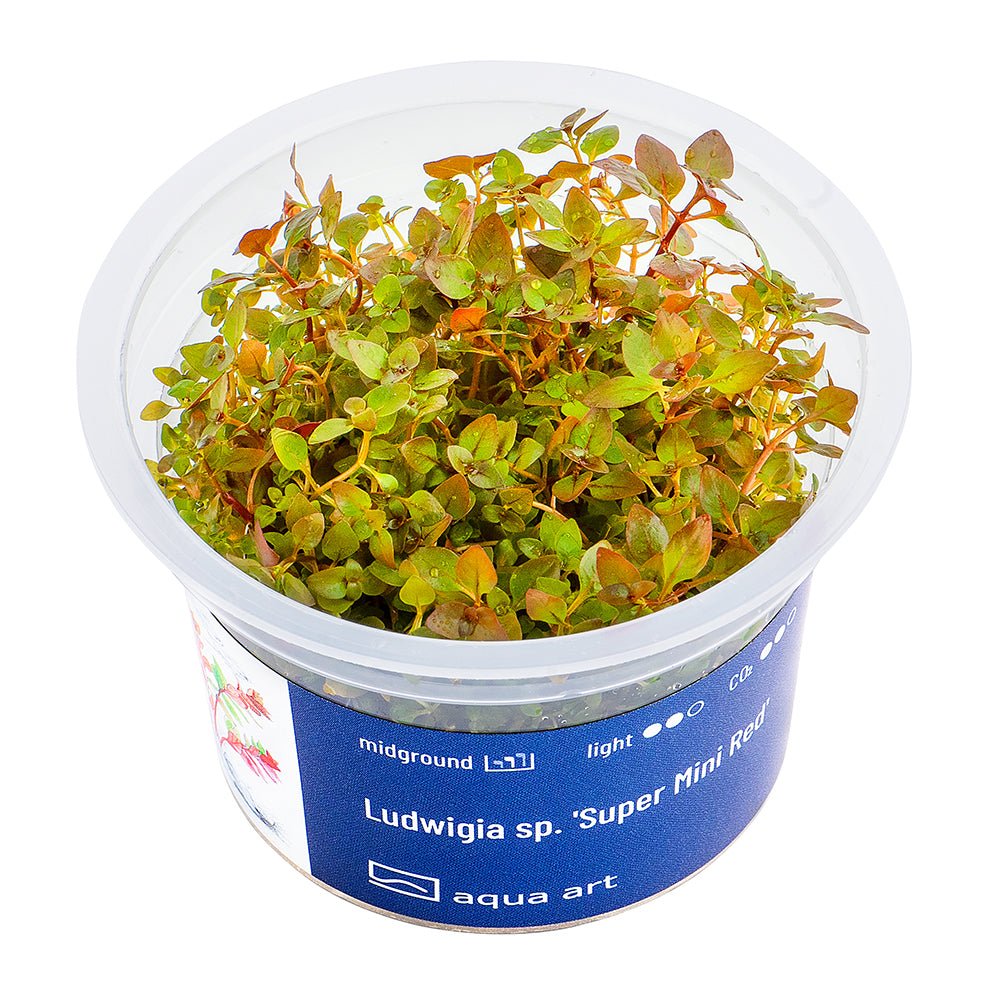 Ludwigia sp. &#39;Super Mini Red&#39; - InVitro - GarnelenTv-Shop

Ludwigia sp. &#39;Super Mini Red&#39; InVitro Pflanze im Aquarium.

