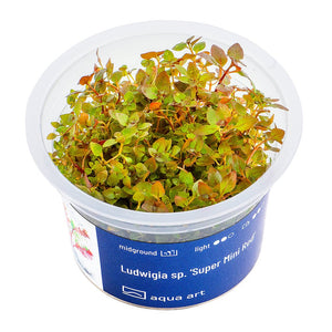 Ludwigia sp. 'Super Mini Red' - InVitro - GarnelenTv-Shop

Ludwigia sp. 'Super Mini Red' InVitro Pflanze im Aquarium.

