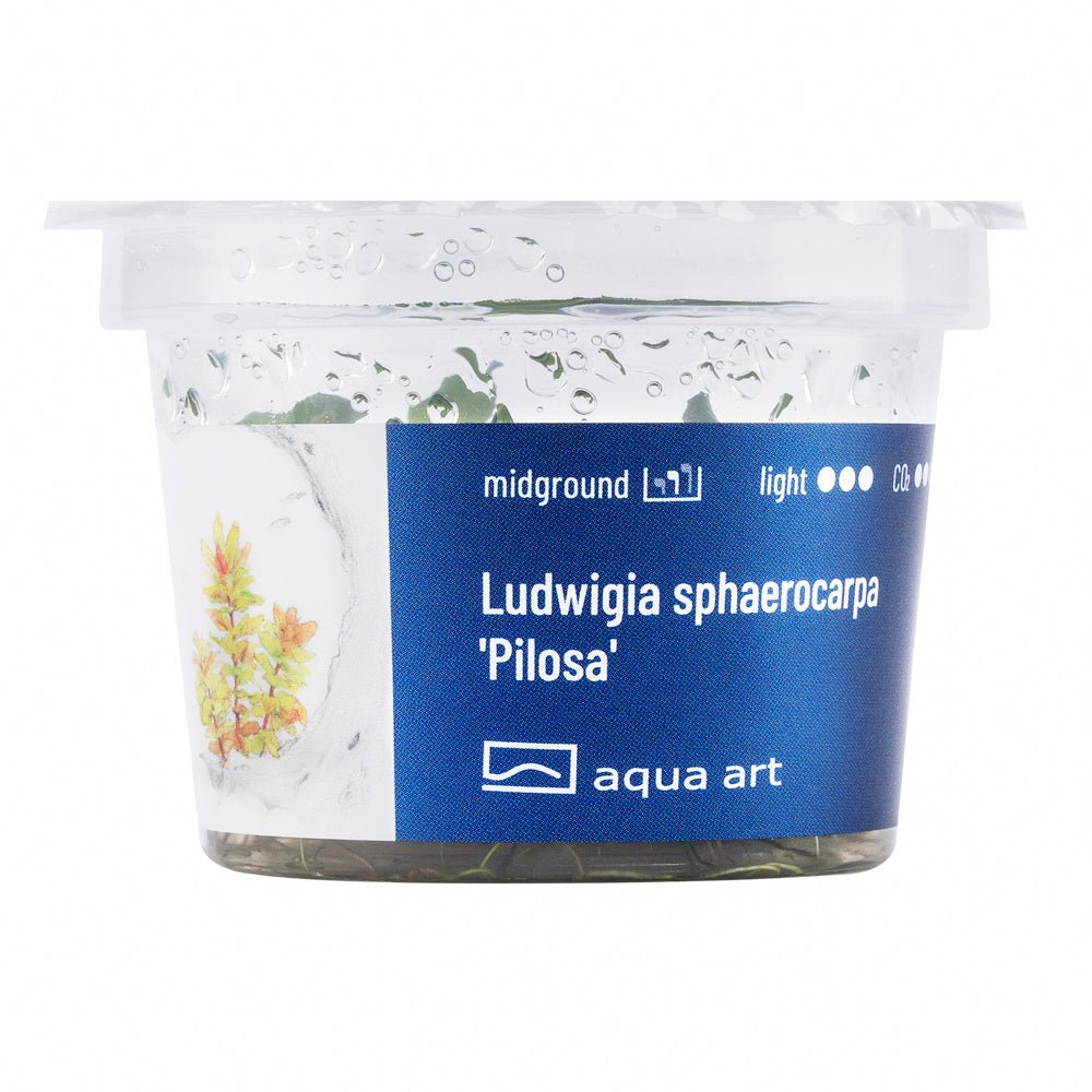 Ludwigia sphaerocarpa &#39;Pilosa&#39; - InVitro - GarnelenTv-Shop

Ludwigia sphaerocarpa &#39;Pilosa&#39; Pflanze mit bunten Blättern im Aquarium.


