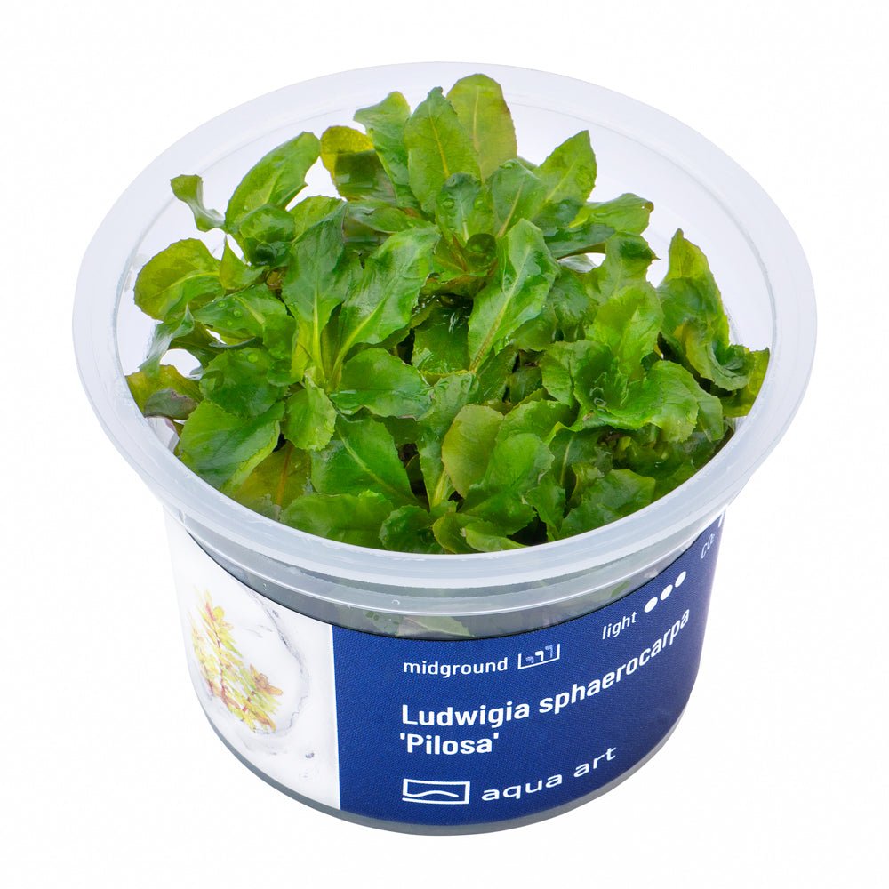 Ludwigia sphaerocarpa 'Pilosa' - InVitro - GarnelenTv-Shop

Ludwigia sphaerocarpa 'Pilosa' InVitro Pflanze im Aquarium.


