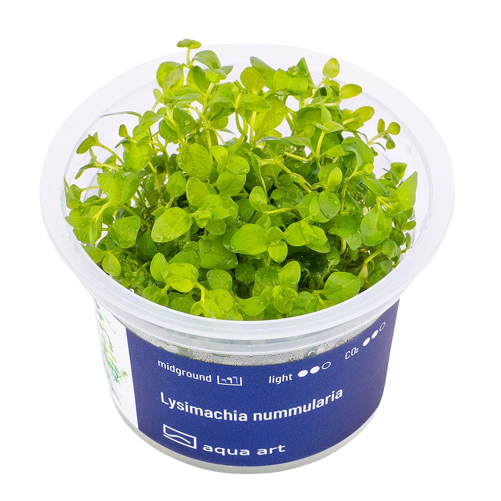Lysimachia nummularia - InVitro - GarnelenTv-Shop

Lysimachia nummularia InVitro Pflanze mit herzförmigen Blättern im Aquarium.

