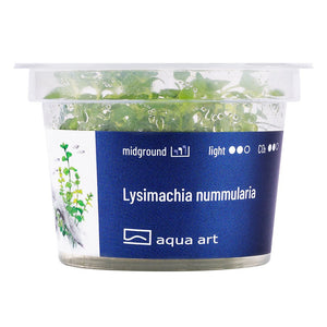 Lysimachia nummularia - InVitro - GarnelenTv-Shop

Lysimachia nummularia InVitro Pflanze im Hintergrund eines Aquariums.

