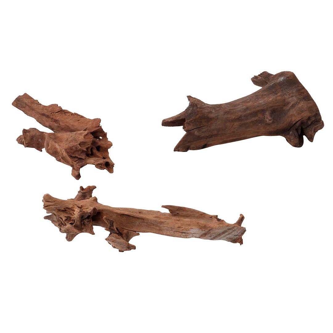 Mangrovenwurzel - Wurzel für Aquarien - GarnelenTv-Shop

Mangrovenwurzel für Aquarien – Natürliche Dekoration & Verstecke

