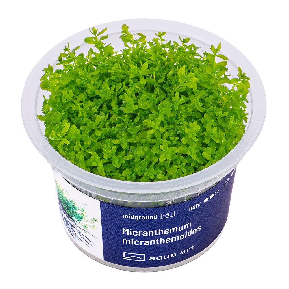 Micranthemum micranthemoides - InVitro - GarnelenTv-Shop

Micranthemum micranthemoides InVitro Pflanze im Aquarium Hintergrund.

