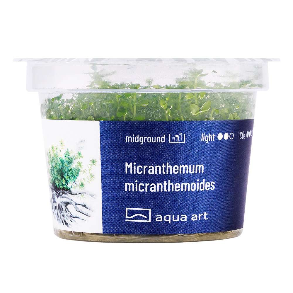Nahaufnahme der Micranthemum micranthemoides Pflanze im Aquarium.