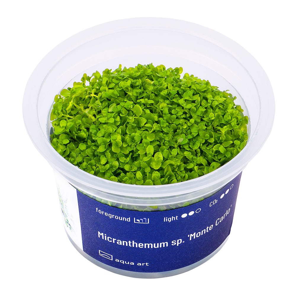 Micranthemum sp. &#39;Monte Carlo&#39; - InVitro - GarnelenTv-Shop

Micranthemum sp. &#39;Monte Carlo&#39; InVitro Pflanze im Aquarium Vordergrund.

