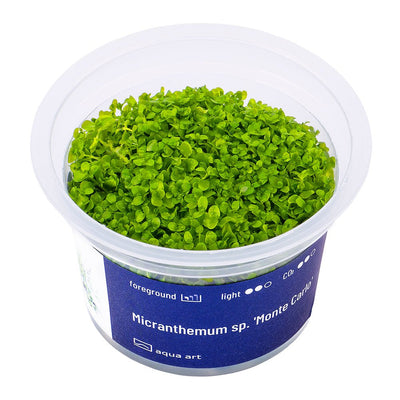 Micranthemum sp. 'Monte Carlo' - InVitro