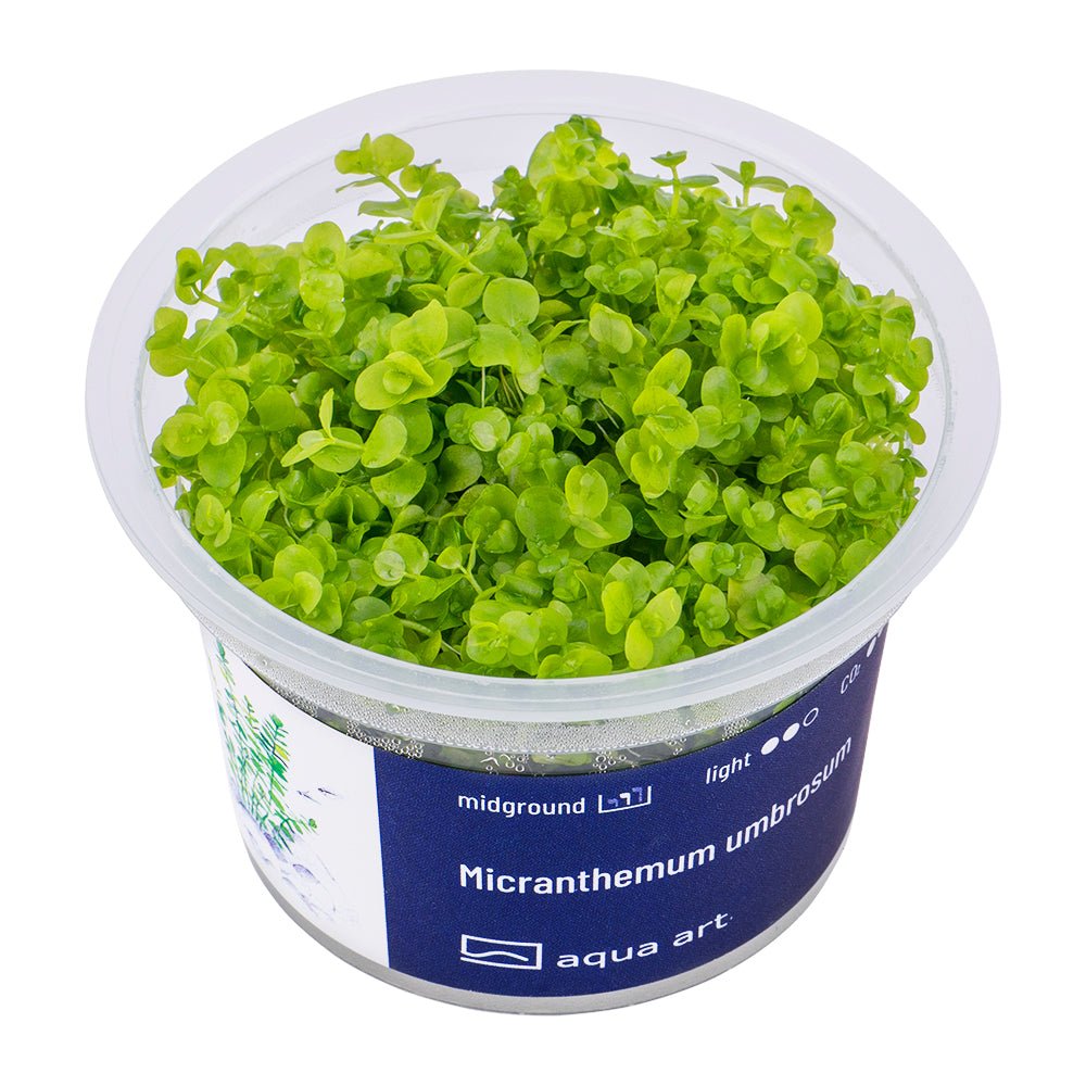 Micranthemum umbrosum - InVitro - GarnelenTv-Shop

Micranthemum umbrosum InVitro Pflanze im Aquarium Mittelbereich.

