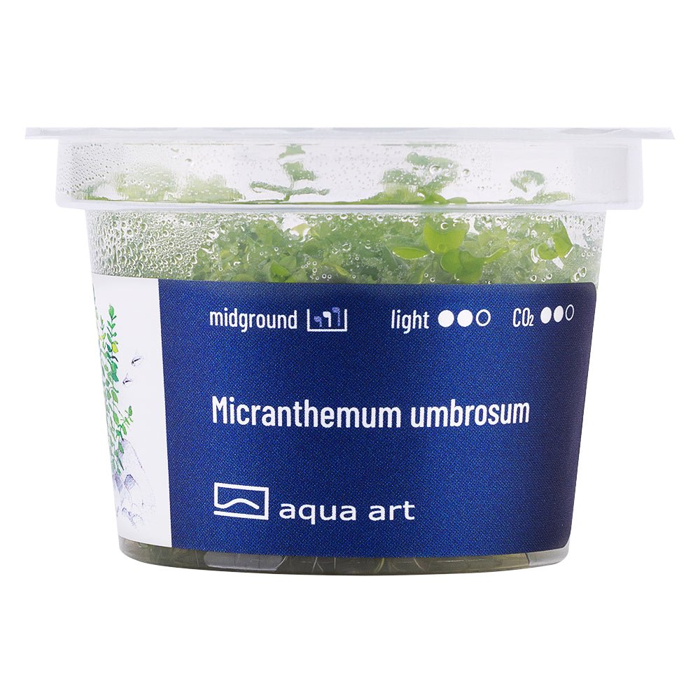 Nahaufnahme der Micranthemum umbrosum Pflanze mit ovalen Blättern im Aquarium.


