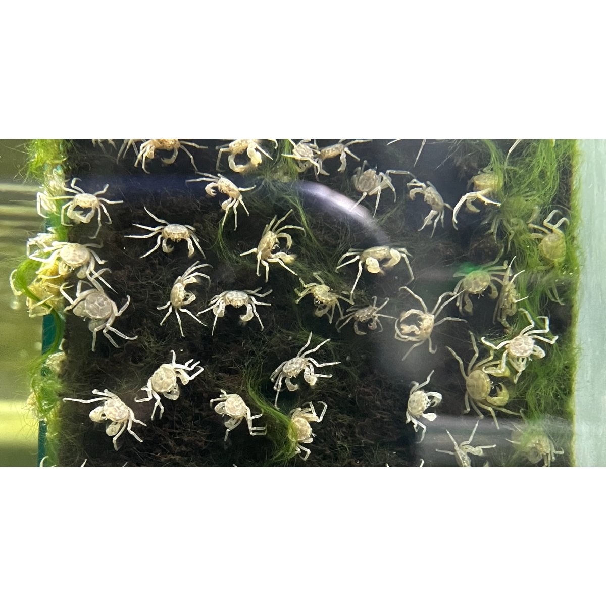 Microkrabbe - Limnopilos naiyanetri - GarnelenTv-Shop

Microkrabbe Limnopilos naiyanetri im Nanoaquarium

