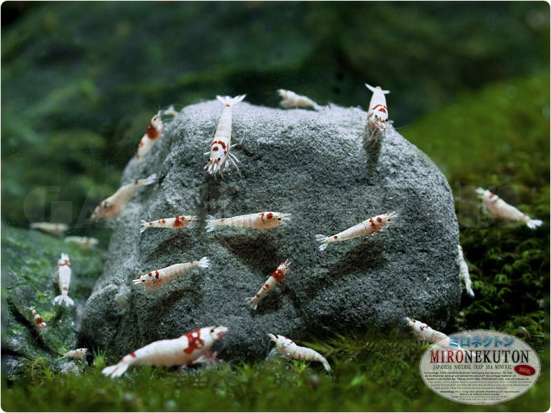 Mironekuton Mineralpulver 150g – Ideal für Aquarienpflege

