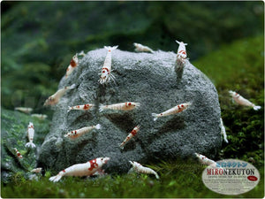Mironekuton Mineralpulver 150g – Ideal für Aquarienpflege

