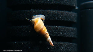 Melanoides tuberculata im Aquarium