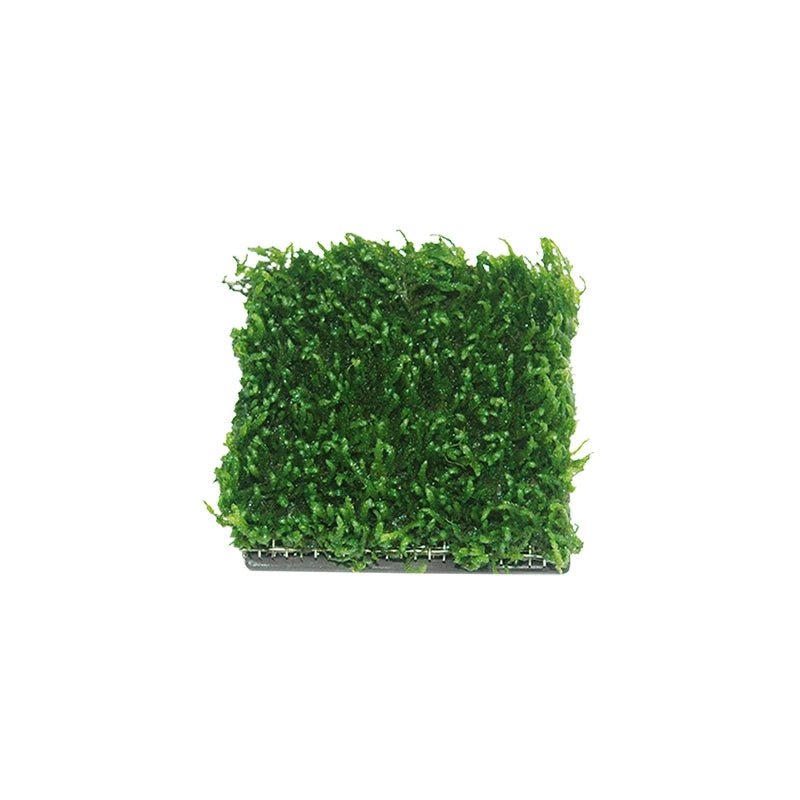 Moos Pad Pflanzengitter 6x6 – Funktionelles Pflanzengitter