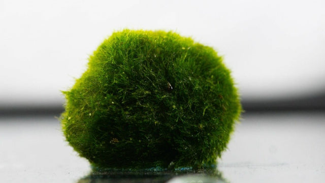 Mooskugel / Algenball - Aegagropila linnaei - GarnelenTv-Shop

Mooskugel Aegagropila linnaei im Aquarium

