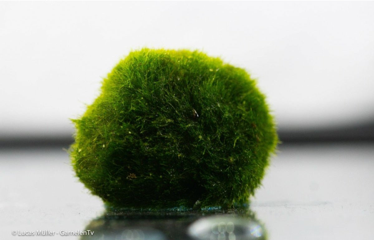 Mooskugel / Algenball - Aegagropila linnaei - GarnelenTv-Shop

Mooskugel Aegagropila linnaei im Aquarium

