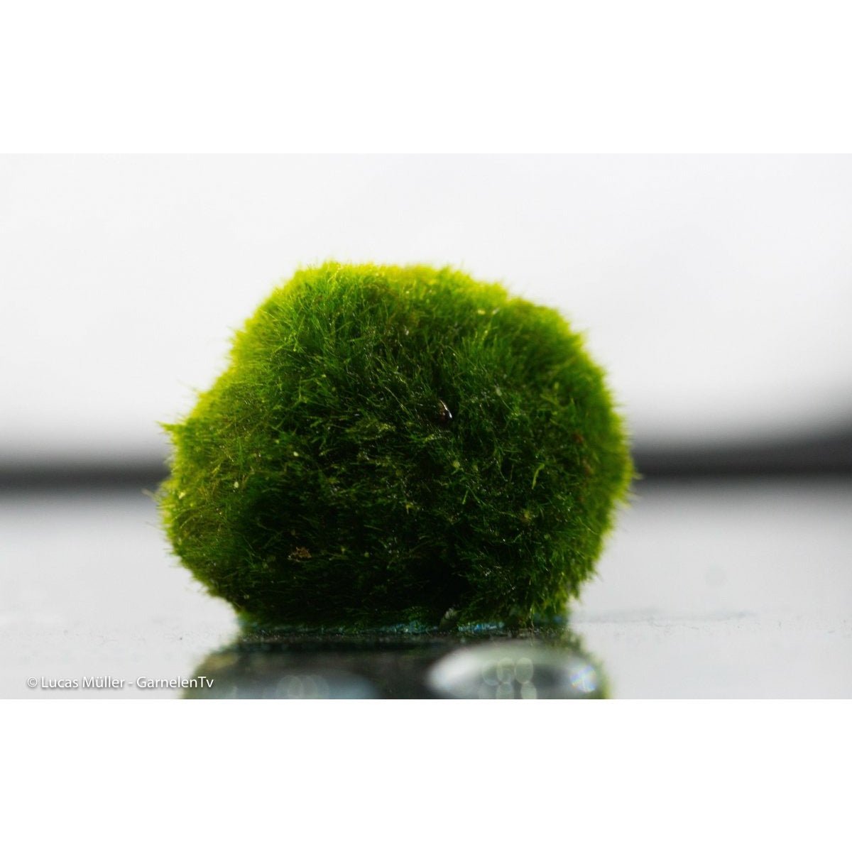 Mooskugel / Algenball - Aegagropila linnaei - GarnelenTv-Shop

Mooskugel Aegagropila linnaei im Aquarium

