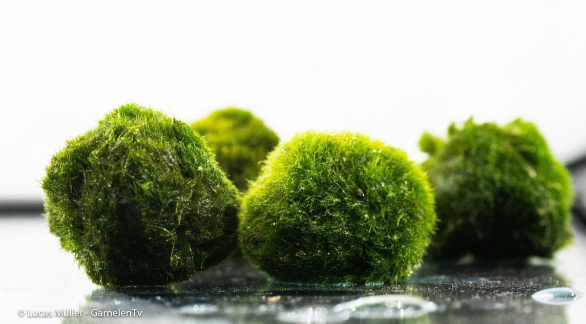 Mooskugel / Algenball - Aegagropila linnaei - GarnelenTv-Shop

Mooskugel Aegagropila linnaei im Aquarium

