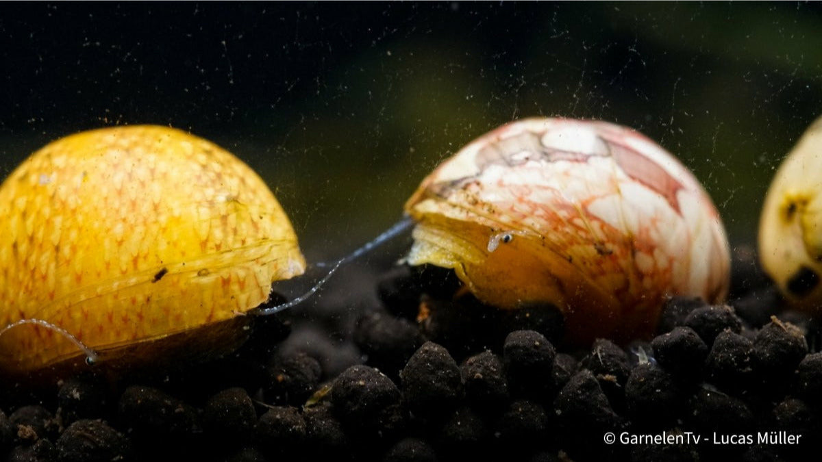 Multicolor Rennschnecke - Neritina Sp. 2cm - GarnelenTv-Shop

Rennschnecke auf Aquarienboden mit Garnelen

