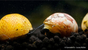 Multicolor Rennschnecke - Neritina Sp. 2cm - GarnelenTv-Shop

Rennschnecke auf Aquarienboden mit Garnelen


