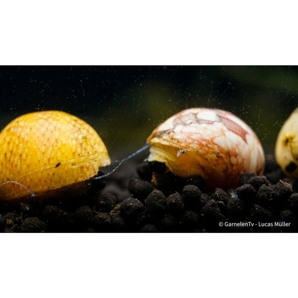 Multicolor Rennschnecke - Neritina Sp. 2cm - GarnelenTv-Shop