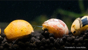 Multicolor Rennschnecke - Neritina Sp. 2cm - GarnelenTv-Shop

Multicolor Rennschnecke im bepflanzten Süßwasseraquarium

