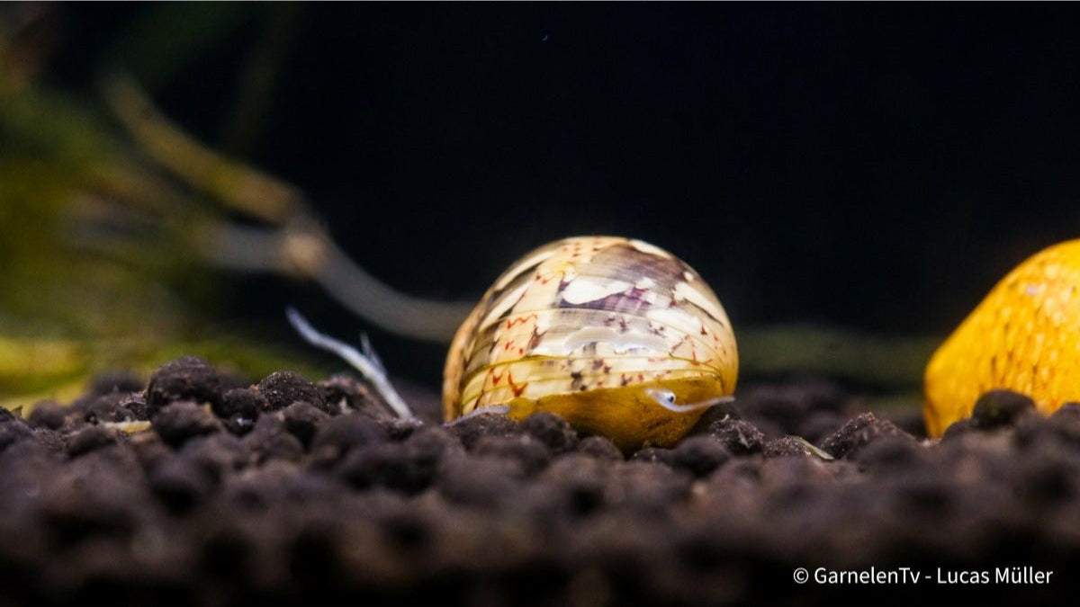 Multicolor Rennschnecke - Neritina Sp. 2cm - GarnelenTv-Shop

Multicolor Schnecke als natürlicher Algenvernichter

