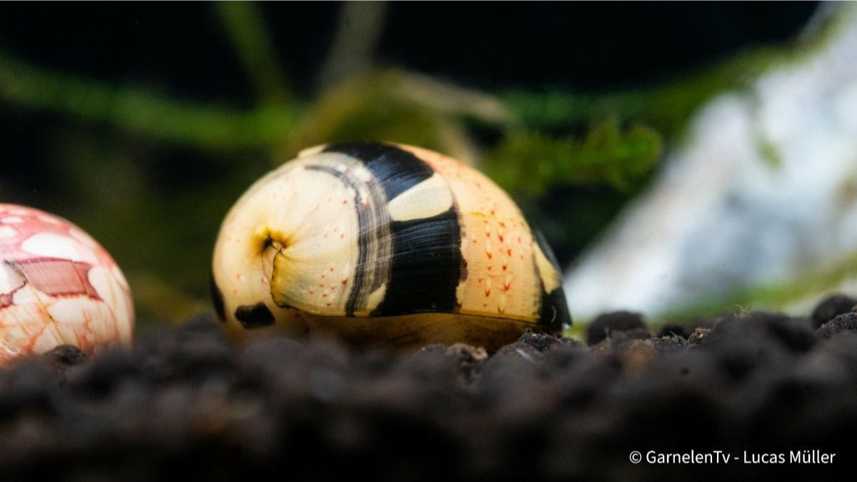 Multicolor Rennschnecke - Neritina Sp. 2cm - GarnelenTv-Shop

Bunte Neritina sp. Schnecke frisst Algen im Becken

