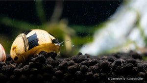 Multicolor Rennschnecke - Neritina Sp. 2cm - GarnelenTv-Shop

Nahaufnahme der Neritina sp. mit spiraligem Gehäuse

