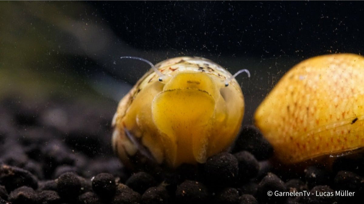 Multicolor Rennschnecke - Neritina Sp. 2cm - GarnelenTv-Shop

Multicolor Rennschnecke Neritina sp. auf Aquariumscheibe


