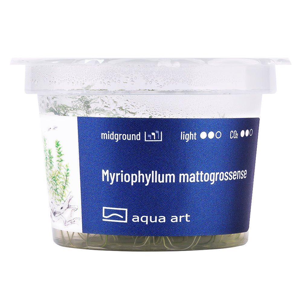 Myriophyllum mattogrossense - InVitro - GarnelenTv-Shop

Myriophyllum mattogrossense InVitro – Dekorative, federartige Stängelpflanze

