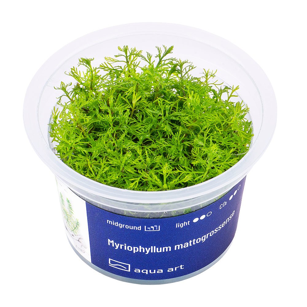 Myriophyllum mattogrossense - InVitro - GarnelenTv-Shop

Myriophyllum mattogrossense InVitro – Dekorative, federartige Stängelpflanze


