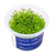 Myriophyllum mattogrossense - InVitro - GarnelenTv-Shop

Myriophyllum mattogrossense InVitro – Dekorative, federartige Stängelpflanze

