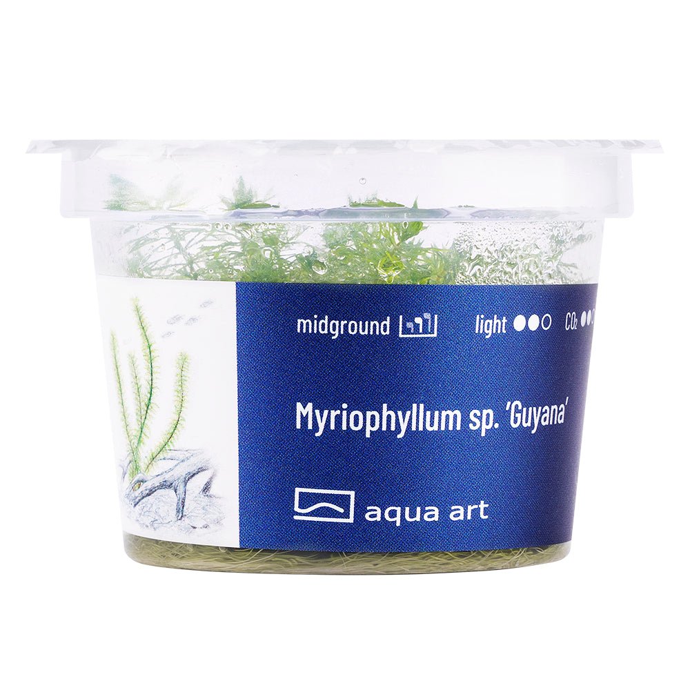 Myriophyllum sp. ’Guyana’ - InVitro - GarnelenTv-Shop

Myriophyllum sp. 'Guyana' InVitro vibrant aquarium plant for background

