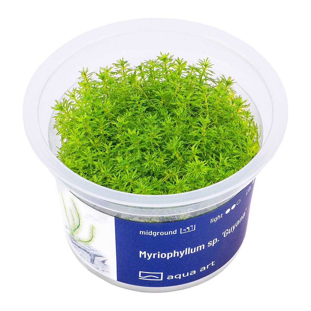 Myriophyllum sp. ’Guyana’ - InVitro - GarnelenTv-Shop

Myriophyllum sp. 'Guyana' InVitro vibrant aquarium plant for background

