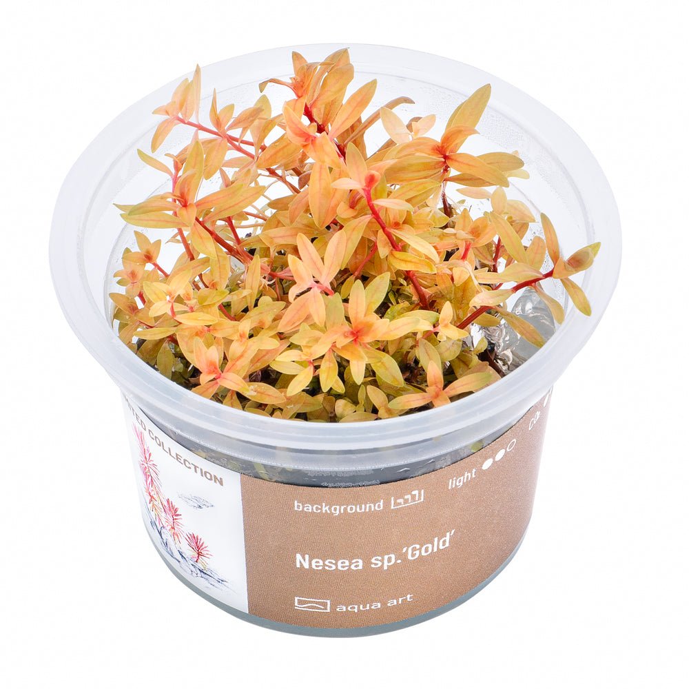 Nesea sp.’Gold’ - InVitro - GarnelenTv-Shop

Nesea sp. ‘Gold’ InVitro – Goldene Zierpflanze für den Hintergrund

