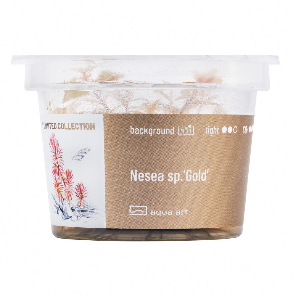 Nesea sp.’Gold’ - InVitro - GarnelenTv-Shop

Nesea sp. ‘Gold’ InVitro – Goldene Zierpflanze für den Hintergrund

