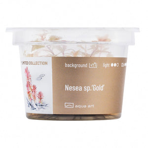 Nesea sp. ‘Gold’ InVitro – Seltene Pflanze aus Afrika für Aquarien

